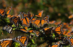 Se reduce vigilancia en reserva de la mariposa monarca