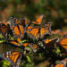 Se reduce vigilancia en reserva de la mariposa monarca