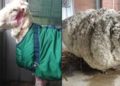 Muere la oveja del vellón más grande del mundo