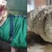 Muere la oveja del vellón más grande del mundo