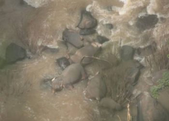 6 elefantes mueren en una cascada de Tailandia