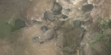 6 elefantes mueren en una cascada de Tailandia