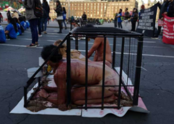 Protestan contra maltrato animal en Palacio Nacional