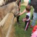 Convivir con animales fortalece el sistema inmune