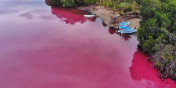 Laguna Manialtepec se torna de color ‘rosa’