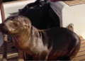 Un león marino herido se sube a un barco pidiendo ayuda