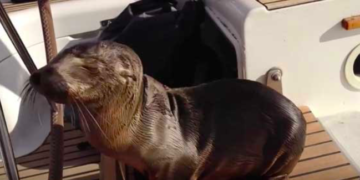 Un león marino herido se sube a un barco pidiendo ayuda