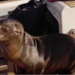 Un león marino herido se sube a un barco pidiendo ayuda