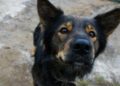 Los perros mestizos son las mascotas preferidas