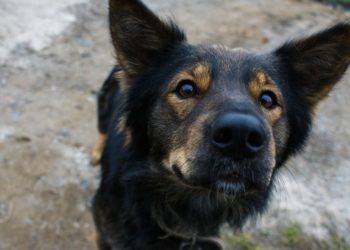 Los perros mestizos son las mascotas preferidas