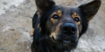 Los perros mestizos son las mascotas preferidas