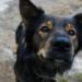 Los perros mestizos son las mascotas preferidas