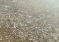 Aparecen miles de peces muertos en España