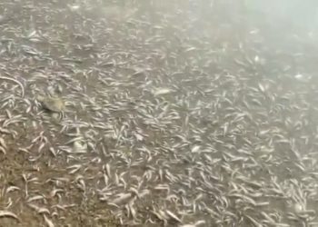 Aparecen miles de peces muertos en España