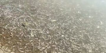 Aparecen miles de peces muertos en España