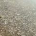 Aparecen miles de peces muertos en España