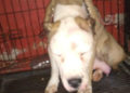 ‘El orejas’ sujeto que torturó a perrita pitbull en Iztapalapa ha sido detenido