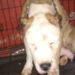 ‘El orejas’ sujeto que torturó a perrita pitbull en Iztapalapa ha sido detenido
