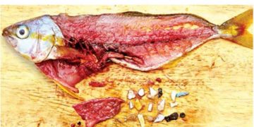 No basta con sólo prohibir bolsas y popotes; encuentran microplásticos en 20% de pescados