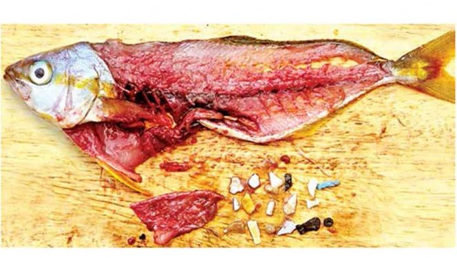 No basta con sólo prohibir bolsas y popotes; encuentran microplásticos en 20% de pescados