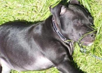 Asesina policía a perrito pitbull con un disparo en Yucatán
