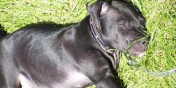 Asesina policía a perrito pitbull con un disparo en Yucatán