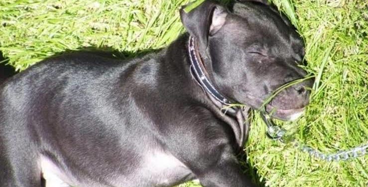 Asesina policía a perrito pitbull con un disparo en Yucatán