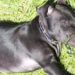 Asesina policía a perrito pitbull con un disparo en Yucatán