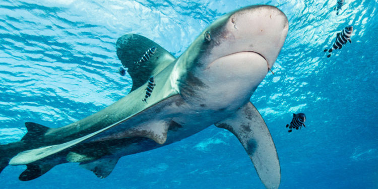 Tiburón arranca manos y un pecho a una mujer frente a su familia