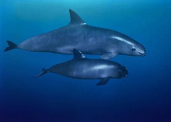 Buscan fotografiar a vaquitas marinas en el Alto Golfo de California