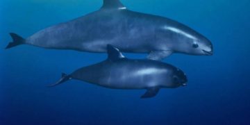 Buscan fotografiar a vaquitas marinas en el Alto Golfo de California