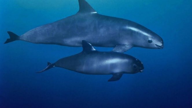 Buscan fotografiar a vaquitas marinas en el Alto Golfo de California
