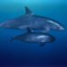 Buscan fotografiar a vaquitas marinas en el Alto Golfo de California
