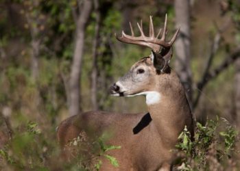 Venado engaña y mata a cazador que le había disparado