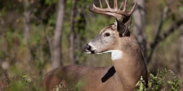 Venado engaña y mata a cazador que le había disparado