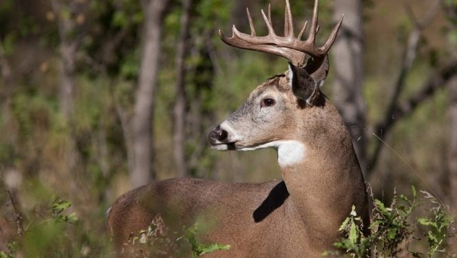 Venado engaña y mata a cazador que le había disparado