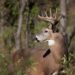 Venado engaña y mata a cazador que le había disparado