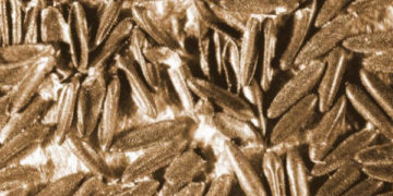 Madrid primer caso de transmisión sexual de dengue en Europa