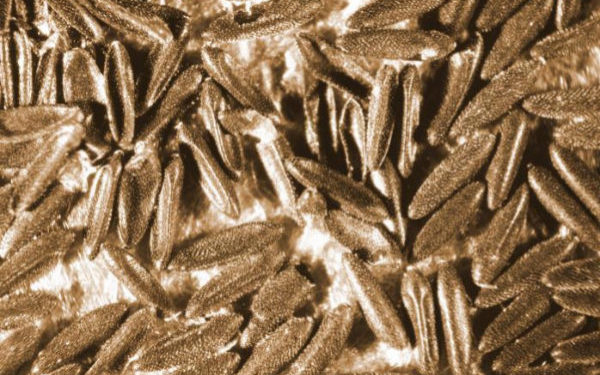 Madrid primer caso de transmisión sexual de dengue en Europa