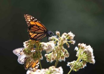 En 50 años podría extinguirse la mariposa Monarca