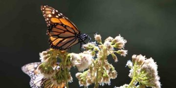 En 50 años podría extinguirse la mariposa Monarca