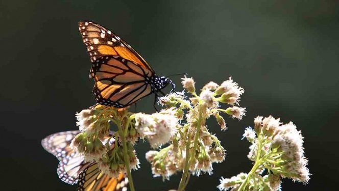En 50 años podría extinguirse la mariposa Monarca