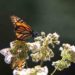 En 50 años podría extinguirse la mariposa Monarca