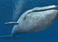 Ballena beluga juega rugby con marinero en mitad del océano
