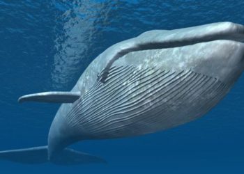 Ballena beluga juega rugby con marinero en mitad del océano
