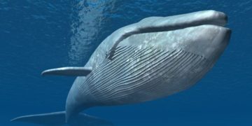 Ballena beluga juega rugby con marinero en mitad del océano