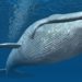 Ballena beluga juega rugby con marinero en mitad del océano