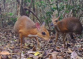 Captan en Vietnam especie declarada extinta