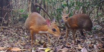 Captan en Vietnam especie declarada extinta