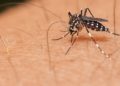 Aumenta 400% casos de dengue